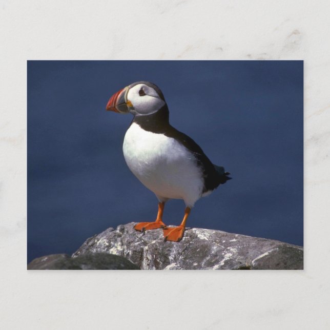Puffin Postcard (Front)