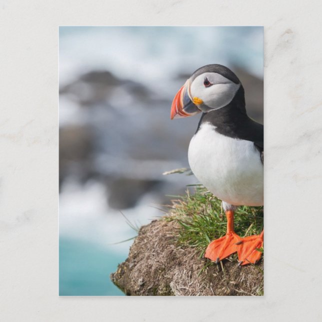 Puffin Postcard (Front)