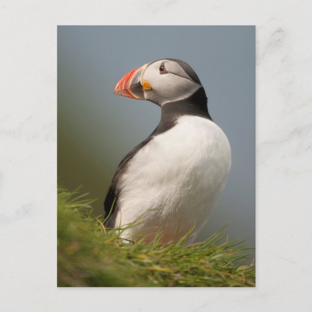 Puffin postcard (Front)