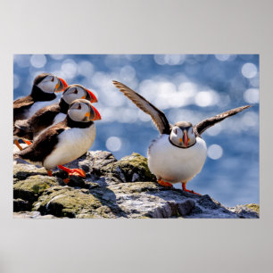 Puffin poster