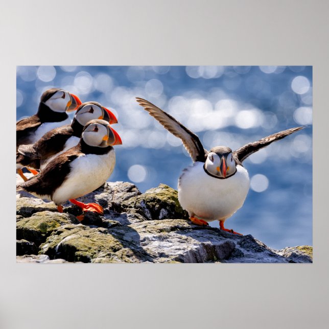 Puffin poster (Front)