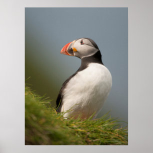 Puffin poster