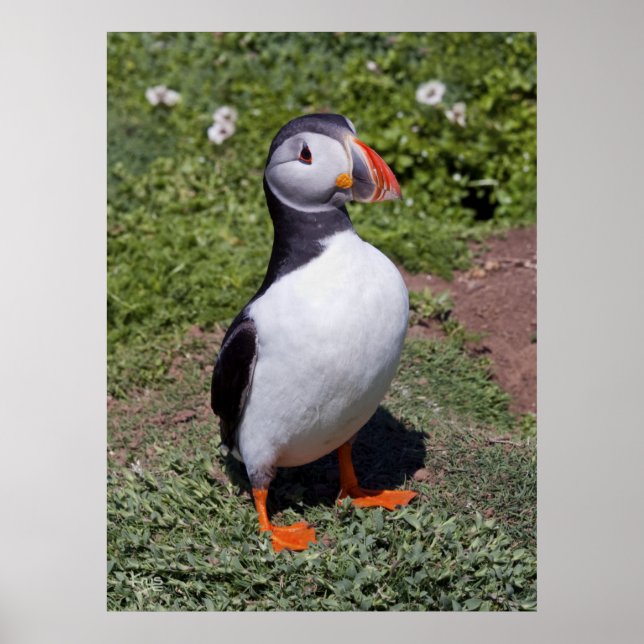 Puffin Print (Front)