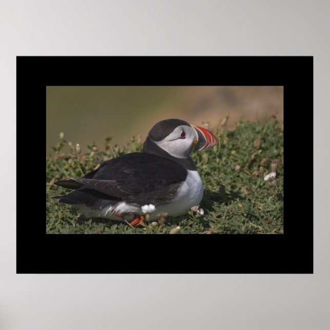 Puffin sat in flowers. Poster by cARTerART (Front)