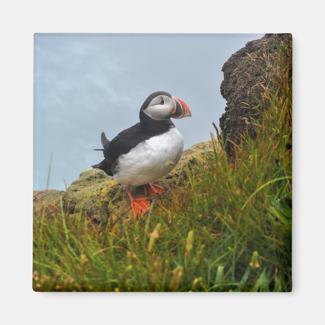 Puffin sur un aimant de frigo Cliff (Devant)