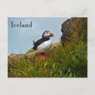 Puffin sur une falaise en Islande Carte postale