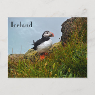 Puffin sur une falaise en Islande Carte postale