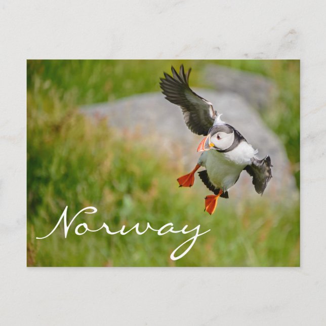Puffin volant en Norvège carte postale (Devant)