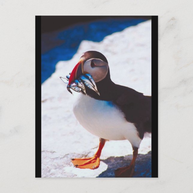 Puffin with Fish Postcard (Front)