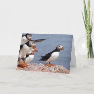 Puffins Card