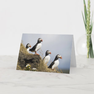 Puffins Card