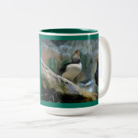 Puffins in San Diego and Oregon