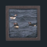 Puffins off the coast of Maine Gift Box<br><div class="desc">Puffins fishing for their young off the coast of Maine</div>