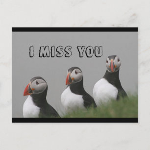 Puffins postcard