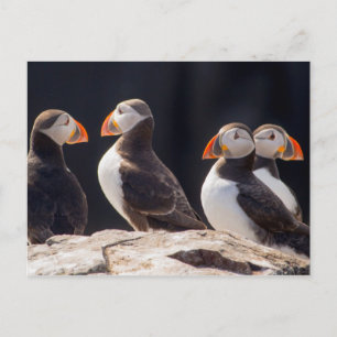 Puffins Postcard