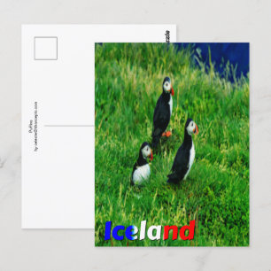 Puffins Postcard