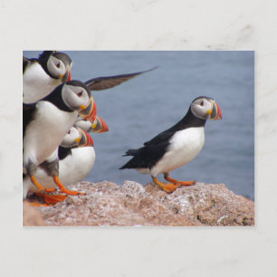 Puffins Postcard