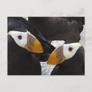 Puffins... Postcard