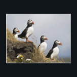 Puffins Postcard<br><div class="desc">A quartet of cute little puffins on this cliff in Iceland.</div>