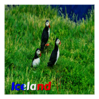 Puffins