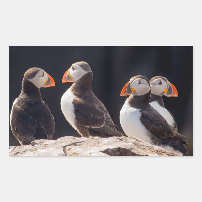 Puffins Sticker (Front)