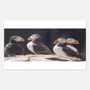 Puffins Sticker