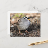 Puffy White-Crowned Sparrow Songbird in Winter Sun