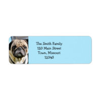 Pug
