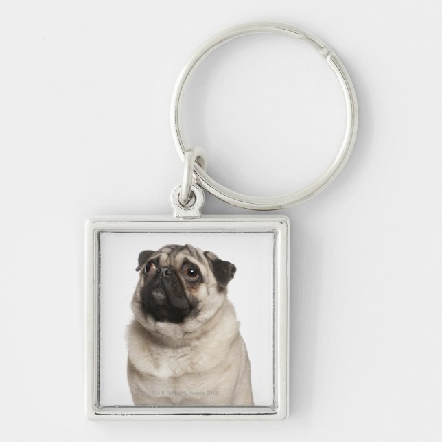 Pug (13 months old) looking up keychain (Front)