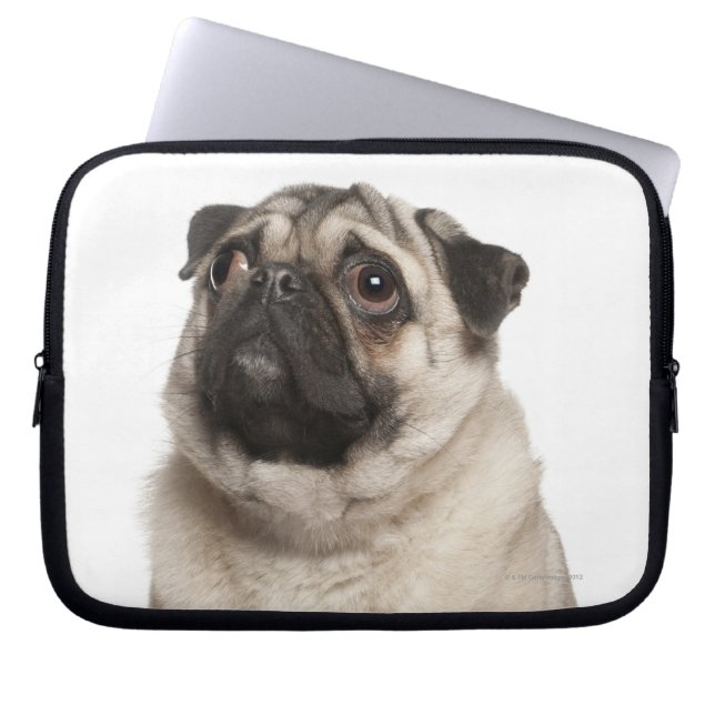 Pug (13 months old) looking up laptop sleeve (Front)