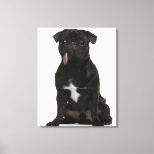 Pug (1 year old) sitting with its tongue hanging canvas print