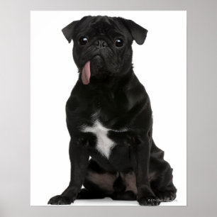 Pug (1 year old) sitting with its tongue hanging poster