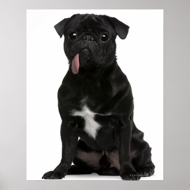 Pug (1 year old) sitting with its tongue hanging poster (Front)