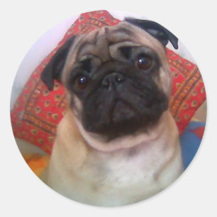 pug 4.png classic round sticker