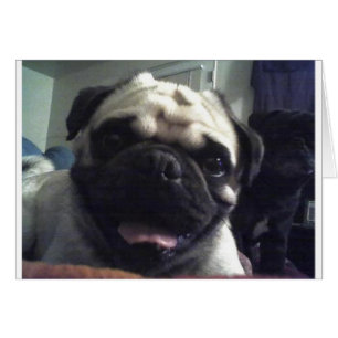 Pug 5.png