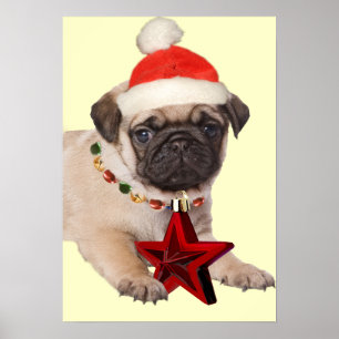 Pug A Christmas Star Print