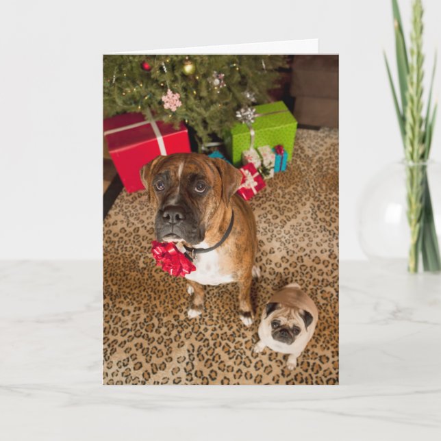 Pug and boxer sitting in front of Christmas tree Holiday Card (Front)