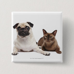Pug and Burmese cat 2 Inch Square Button