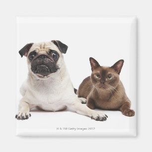 Pug and Burmese cat Magnet