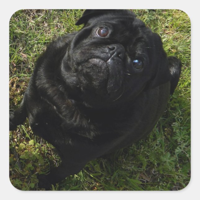 pug black full square sticker (Front)