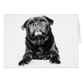 Pug - Black PUG  Black & White