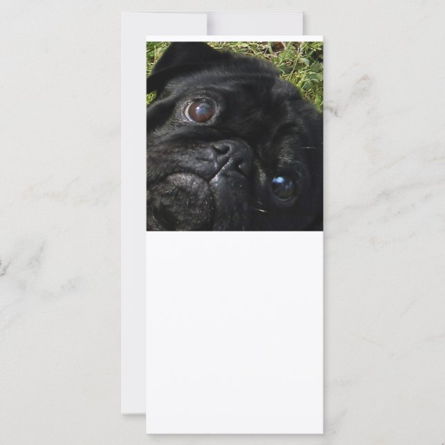 pug black-pug eyes (Front)