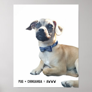 Pug + Chihuahua = Awww Cute Dog Breed Bowtie Poster