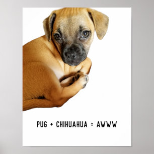Pug + Chihuahua = Awww Cutest Puppy Mix Ever Poster