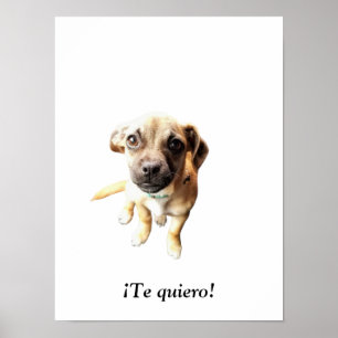 Pug Chihuahua ¡Te quiero! Puppy Dog Poster