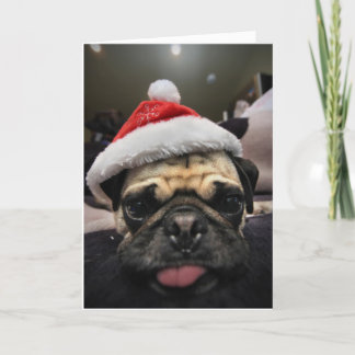 Pug Christmas Holiday Card