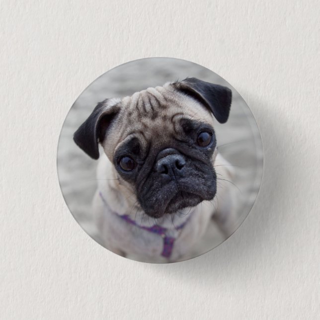 Pug Closeup 1 Inch Round Button (Front)