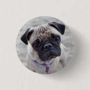 Pug Closeup 1 Inch Round Button