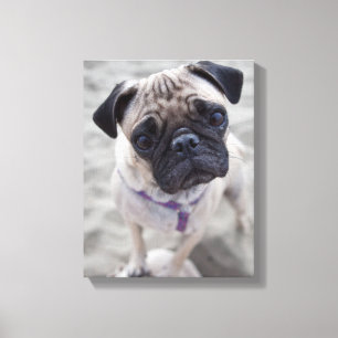 Pug Closeup Canvas Print