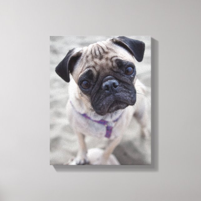 Pug Closeup Canvas Print (Front)